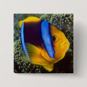 Badge Carré 5 Cm Australie, Grande Barrière de corail, Poisson-clow