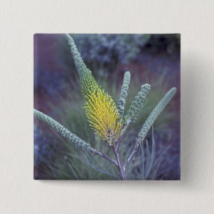 Badge Carré 5 Cm Australie, NT, près d'Ayers Rock. Floraison printa