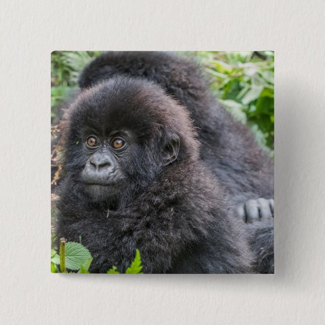 Badge Carré 5 Cm Baby Mountain Gorilla (Devant)