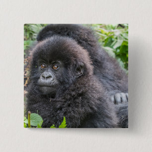 Badge Carré 5 Cm Baby Mountain Gorilla