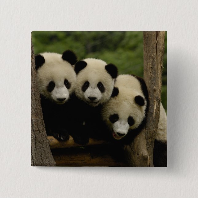 Badge Carré 5 Cm Baby panda géante Ailuropoda melanoleuca) (Devant)