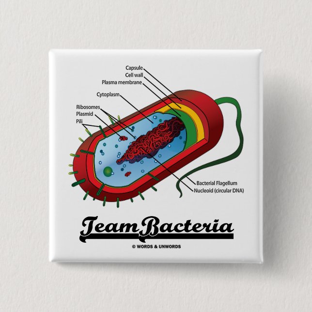 Badge Carré 5 Cm Bactéries d'équipe (Prokaryote) (Devant)