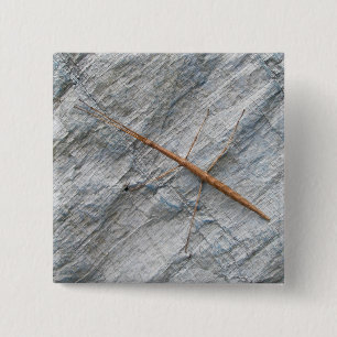 Badge Carré 5 Cm Baguette commune (Diapheromera femorata)