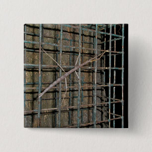 Badge Carré 5 Cm Baguette commune (Diapheromera femorata)