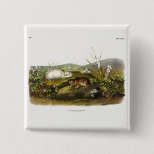 Badge Carré 5 Cm Baie d'Hudson (Collared Ungava) Lemming par Audubo