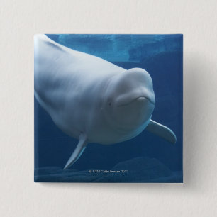 Badge Carré 5 Cm Baleine de beluga (leucas de Delphinapterus)
