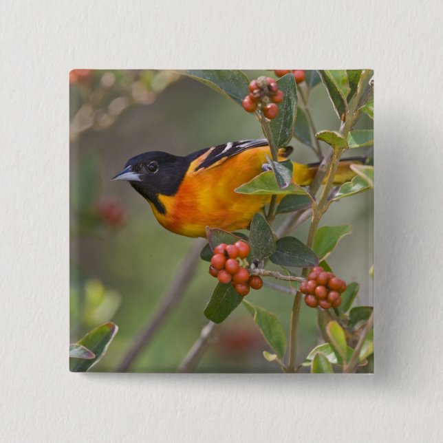 Badge Carré 5 Cm Baltimore Oriole (Devant)