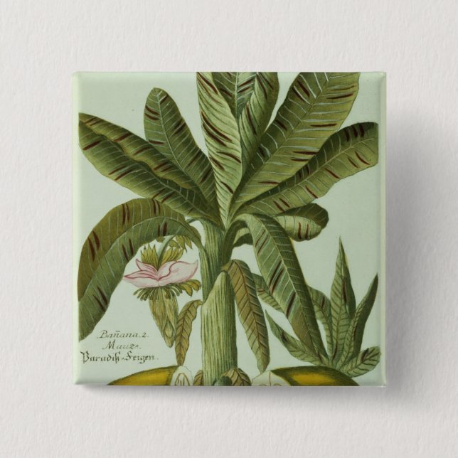 Badge Carré 5 Cm Banane, de Phytanthoza Iconographi de J. (Devant)