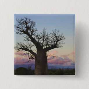 Badge Carré 5 Cm Baobabs, Berenty, Toliara, Madagascar