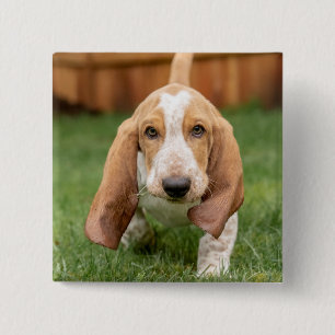Badge Carré 5 Cm Basset Hound chiot marchant