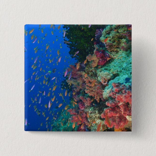 Badge Carré 5 Cm Basslets Fées en banc (Pseudanthias (Devant)