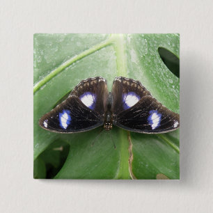 Badge Carré 5 Cm Beau Bleu pointé Button Papillon