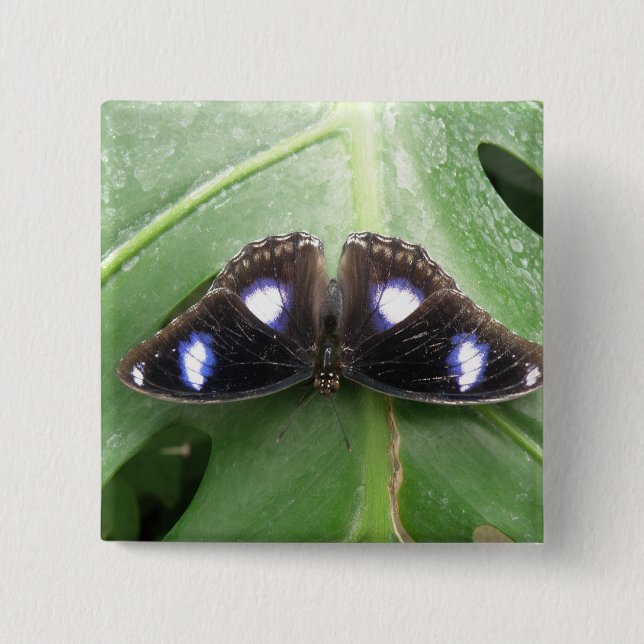 Badge Carré 5 Cm Beau Bleu pointé Button Papillon (Devant)
