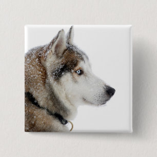 Badge Carré 5 Cm Beau Husky sibérien dans la neige