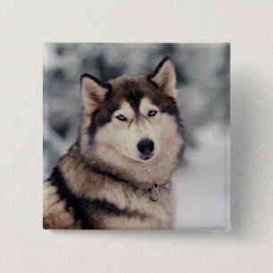 Badge Carré 5 Cm Beautiful Husky in the Outdoors