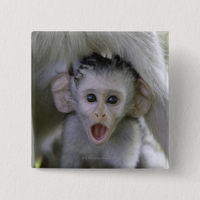 Badge Carré 5 Cm Bébé babouin sous sa mère (Devant)