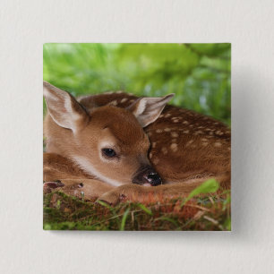 Badge Carré 5 Cm Bébé de cerfs à queue blanche, Kentucky, âgé de de