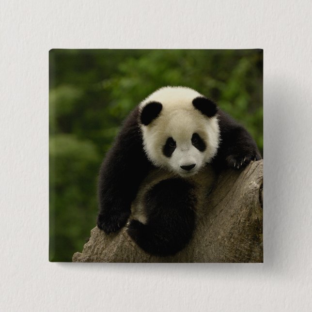 Badge Carré 5 Cm Bébé panda géant (Devant)
