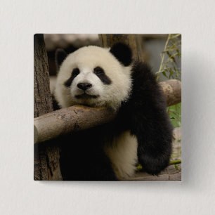 Badge Carré 5 Cm Bébé panda géant Ailuropoda melanoleuca)