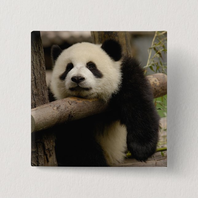 Badge Carré 5 Cm Bébé panda géant Ailuropoda melanoleuca) (Devant)
