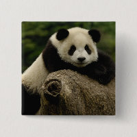 Bébé panda géant (Ailuropoda melanoleuca)