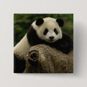 Badge Carré 5 Cm Bébé panda géant (Ailuropoda melanoleuca)