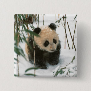 Badge Carré 5 Cm Bébé panda sur la neige, Wolong, Sichuan, Chine