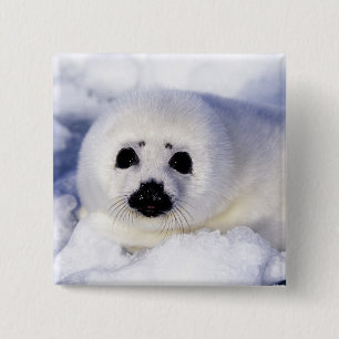 Badge Carré 5 Cm Bébé phoque à harpe glace golfe du Saint-Laurent,
