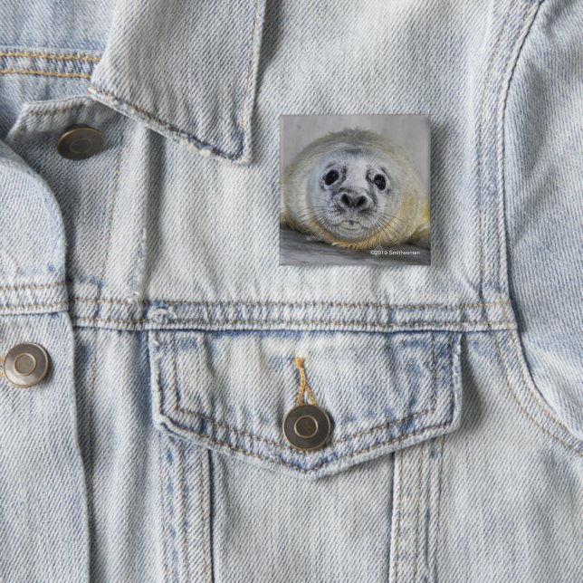 Badge Carré 5 Cm Bébé phoque gris (En situation)