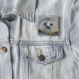 Badge Carré 5 Cm Bébé phoque gris