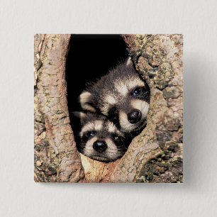Badge Carré 5 Cm Bébé Raccoons se jetant dans l'arbre