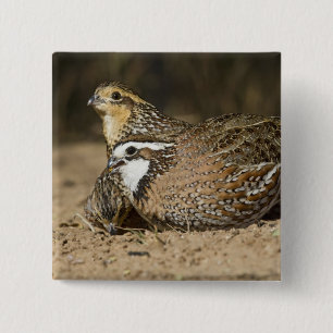 Badge Carré 5 Cm Bébés de caille nordique Bobwhite à l'étang pour b
