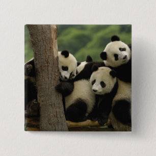 Badge Carré 5 Cm Bébés panda géant Ailuropoda melanoleuca)