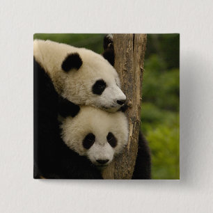 Badge Carré 5 Cm Bébés pandas géants Ailuropoda melanoleuca)