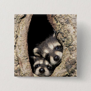 Badge Carré 5 Cm Bébés ratons laveurs dans une cavité d'arbre Procy