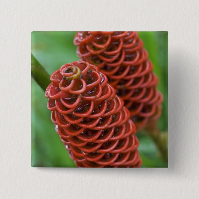 Badge Carré 5 Cm Behive Ginger, Zingiber spectabile), (Devant)