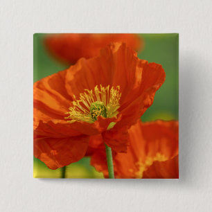 Badge Carré 5 Cm Belle Pavot Rouge