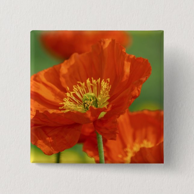 Badge Carré 5 Cm Belle Pavot Rouge (Devant)