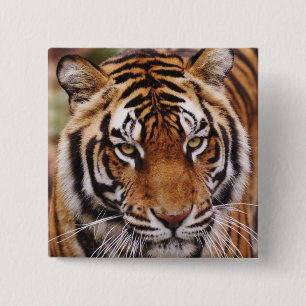 Badge Carré 5 Cm Bengal Tiger, Panthera tigris