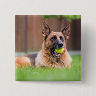 Badge Carré 5 Cm Berger Allemand Avec Bal De Tennis