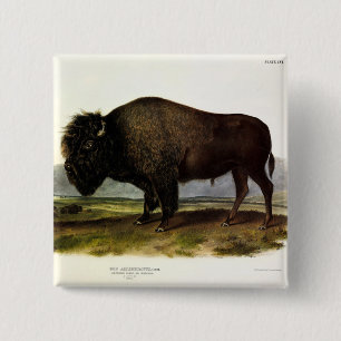 Badge Carré 5 Cm Bison américain, ou bison (bison) - Audubon