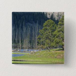 Badge Carré 5 Cm Bison avec son petit au Parc national de Yellowsto