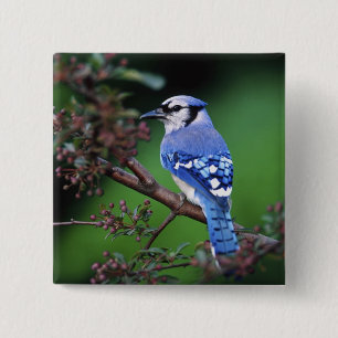 Badge Carré 5 Cm Blue Jay, Cyaoncitta cristata