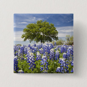 Badge Carré 5 Cm Bluebonnets du Texas (lupinus texensis) et chêne