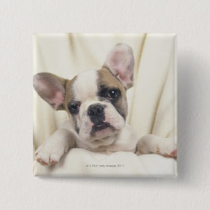 Badge Carré 5 Cm Bouledogue anglais