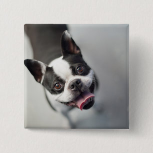 Badge Carré 5 Cm Bouledogue français des images de Getty