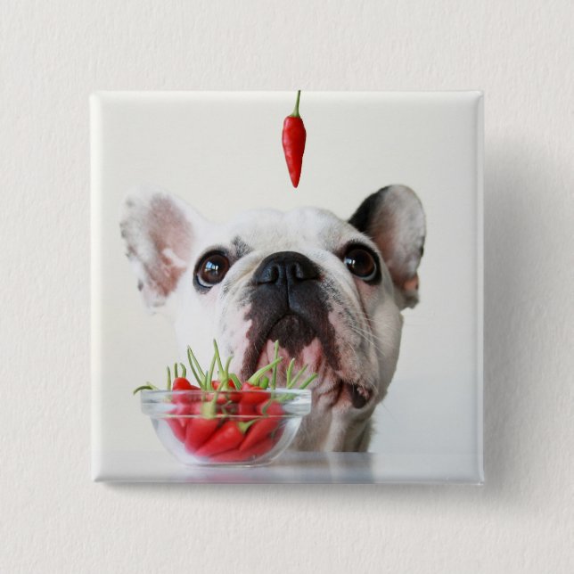 Badge Carré 5 Cm Bouledogue français regardant un poivron rouge (Devant)