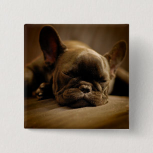 Badge Carré 5 Cm Bouledogue français somnolent