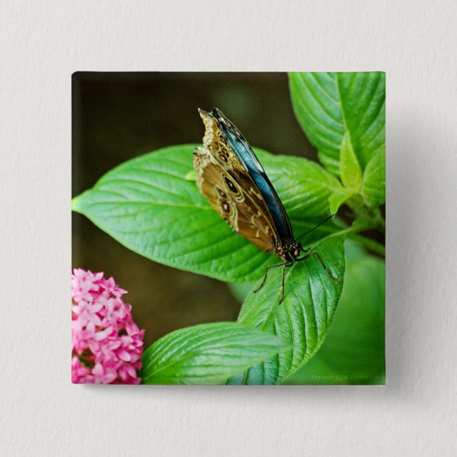 Badge Carré 5 Cm Bouton bleu Morpho 143 (Devant)