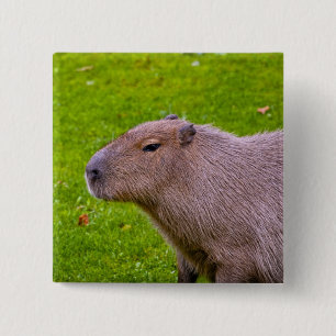 Badge Carré 5 Cm Bouton Capybara